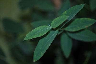 Eucalyptus dalrypleana - blahovičník - listy